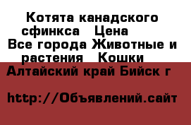 Котята канадского сфинкса › Цена ­ 15 - Все города Животные и растения » Кошки   . Алтайский край,Бийск г.